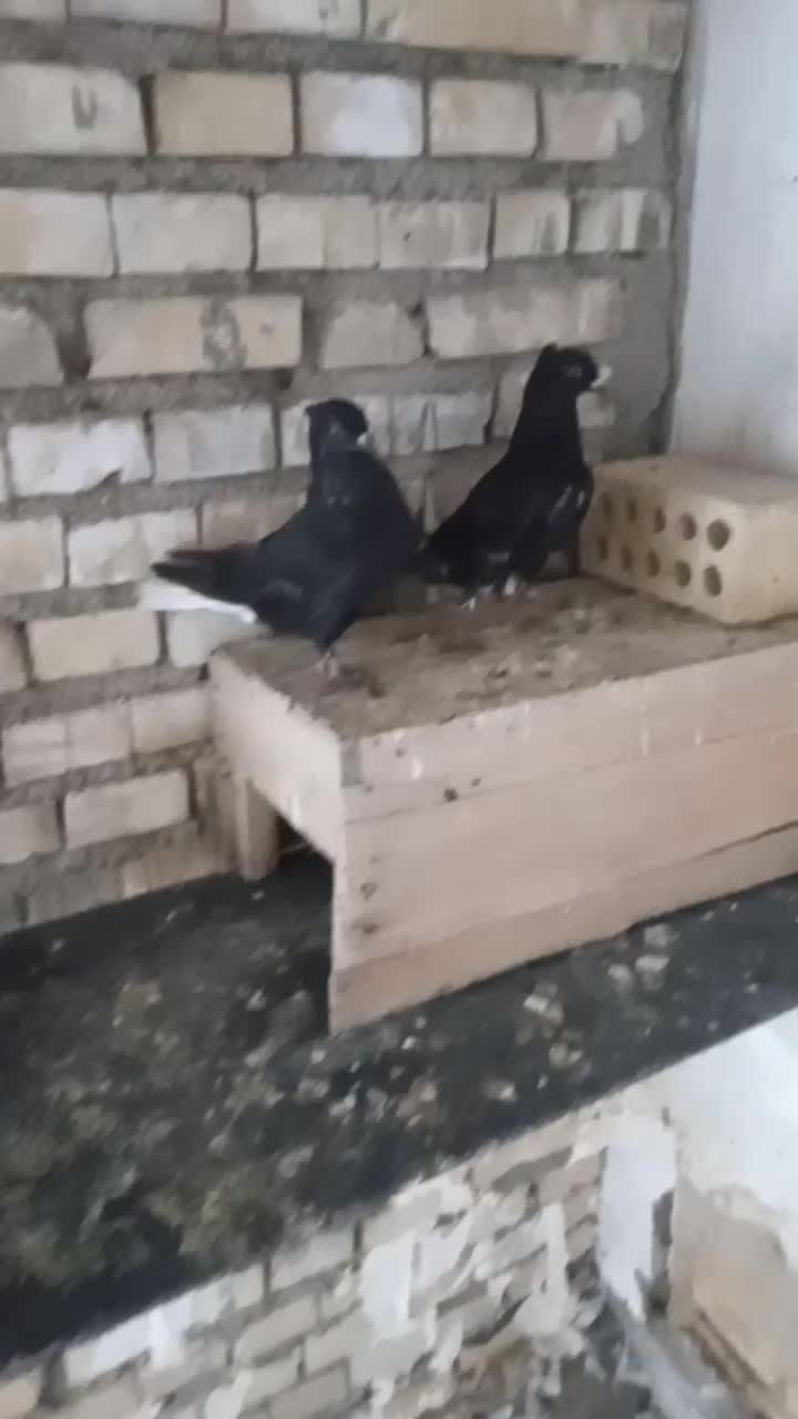 کبوتر پرنده|پرنده|حمیدیه, |دیوار