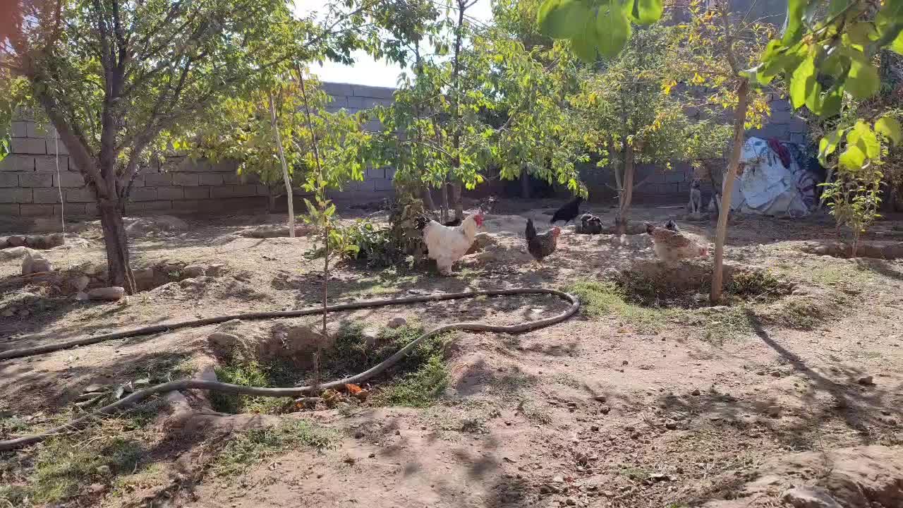 خروس ترکیبی براهما و امپراتور|حیوانات مزرعه|هشتگرد, فشند|دیوار