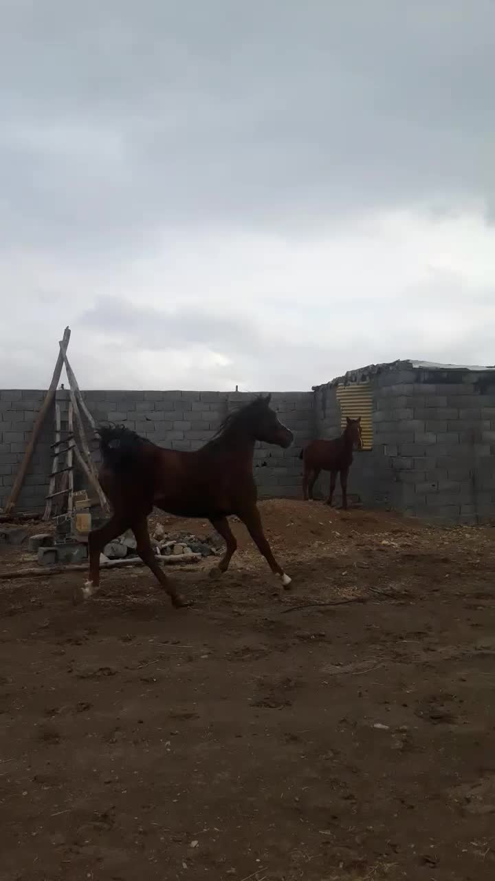 مادیان|اسب و تجهیزات اسب‌سواری|مبارکه, |دیوار