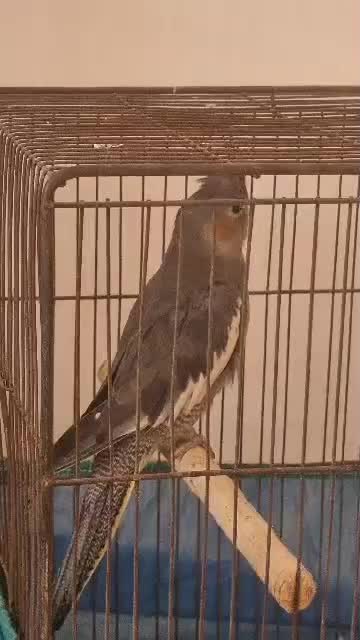 فروش عروس هلندی ماده|پرنده|رامسر, |دیوار