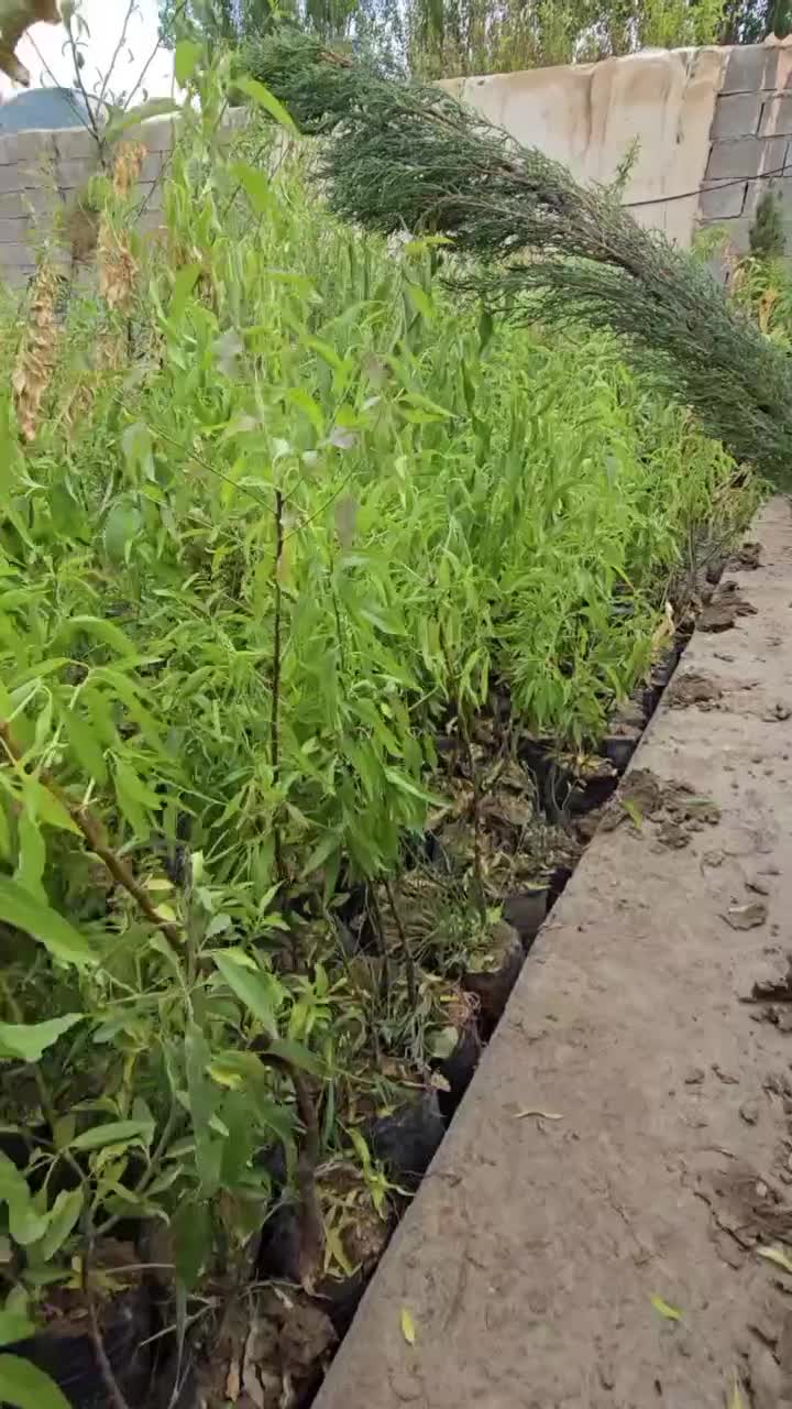 نهال بادام آماده کاشت و مقاوم به انواع بیماری|خدمات باغبانی و درختکاری|ملکان, |دیوار