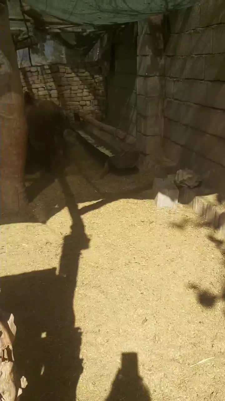 بره|حیوانات مزرعه|حسن آباد, |دیوار