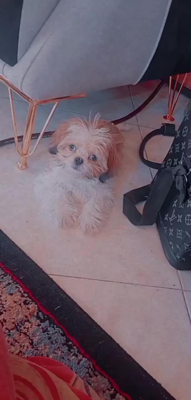 شیتزو فلت عروسکی|سگ|مشهد, نوید|دیوار