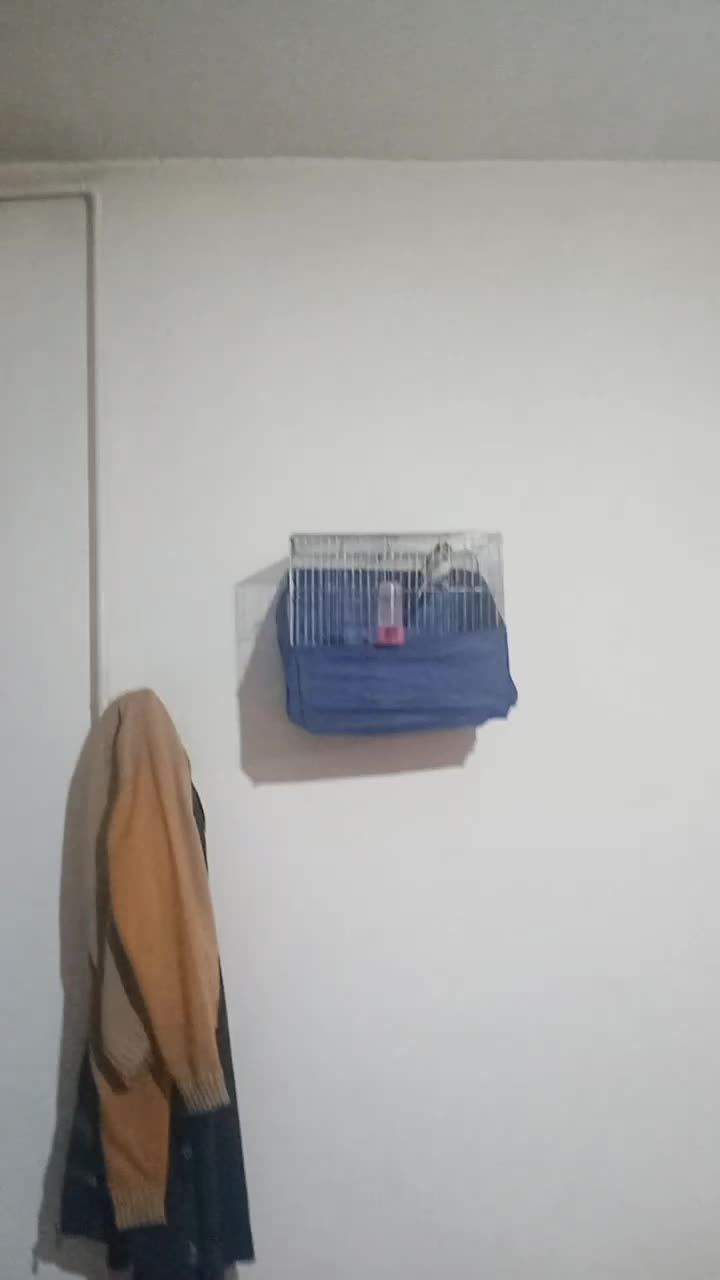 سهره مست مست بخوان|پرنده|صحنه, |دیوار