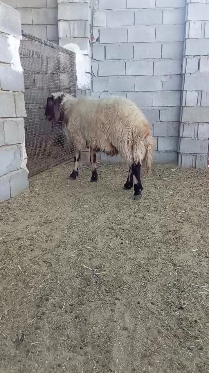 بره قوچ صدامی اصیل یک ساله|حیوانات مزرعه|گیلان غرب, |دیوار