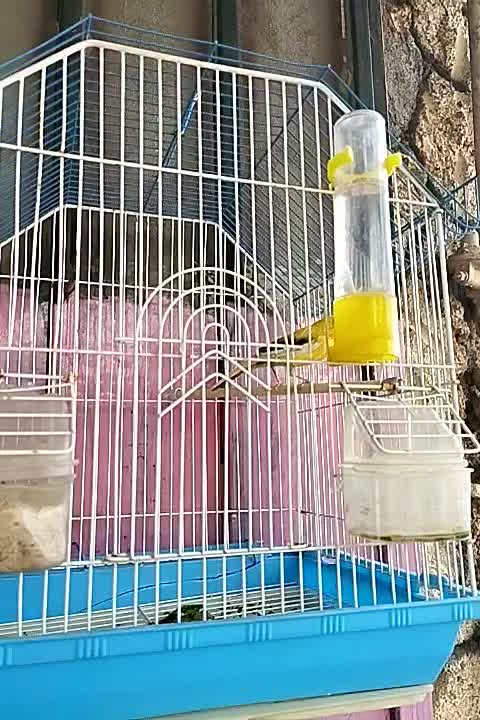 قناری نر و ماده اماده 2جفت|پرنده|رونیز, |دیوار