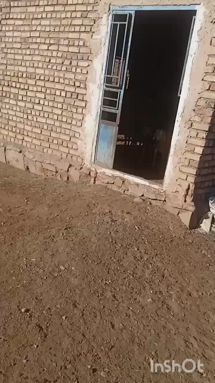 بره ماده چینی قندوزی|حیوانات مزرعه|کرمانشاه, |دیوار