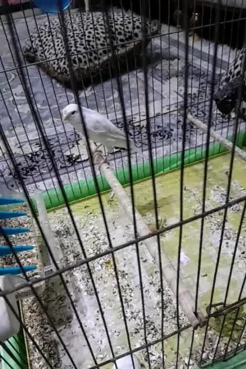 ی قناری تازه صاف کرده|پرنده|قرچک, شهرک طلائیه|دیوار