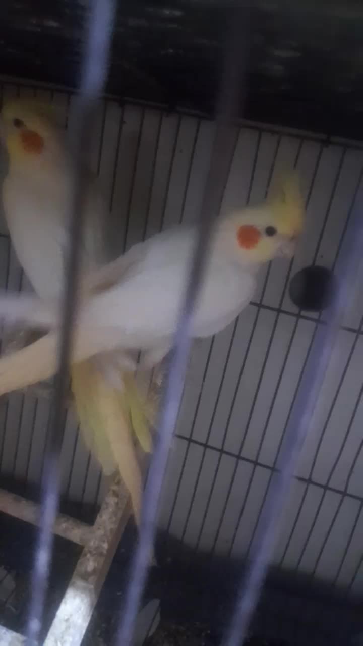 عروس هلندی ماده|پرنده|دزفول, |دیوار