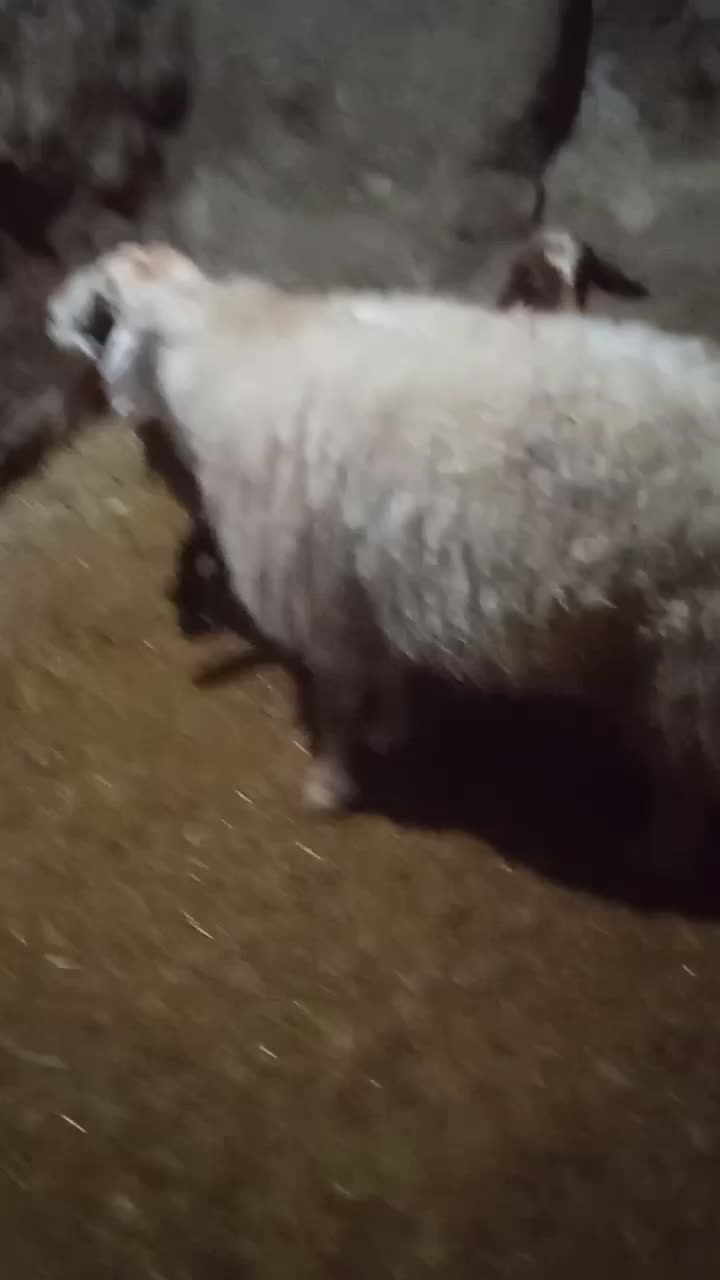 ورن|حیوانات مزرعه|کوزران, |دیوار