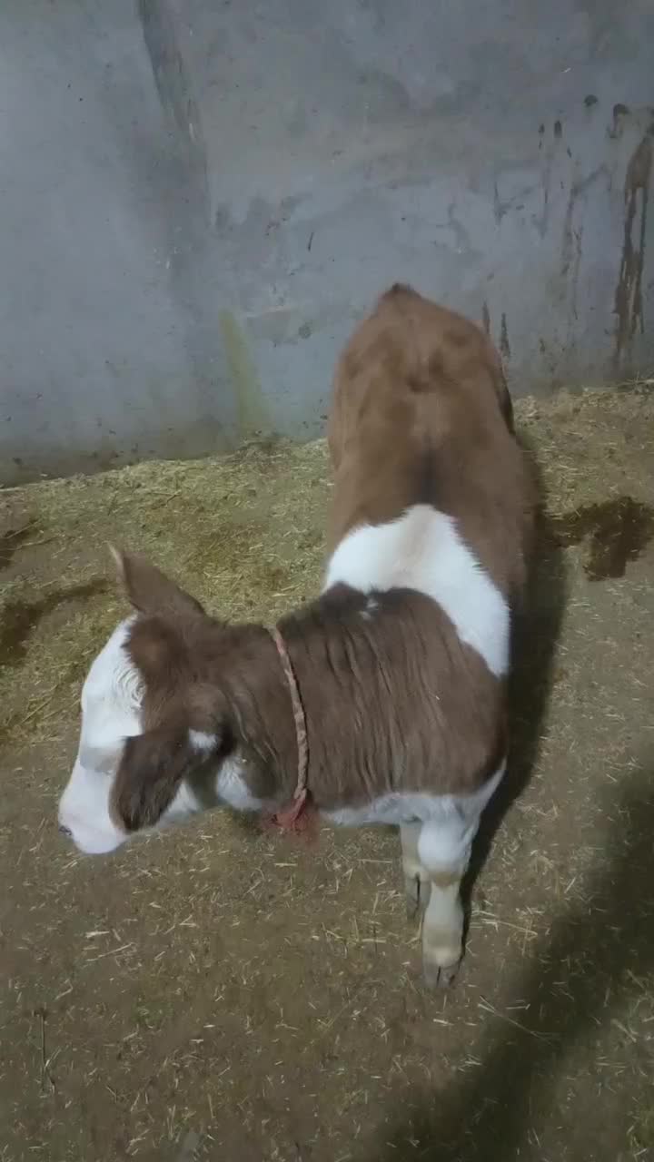 گوساله سیمینتال ماده|حیوانات مزرعه|خنجین, |دیوار