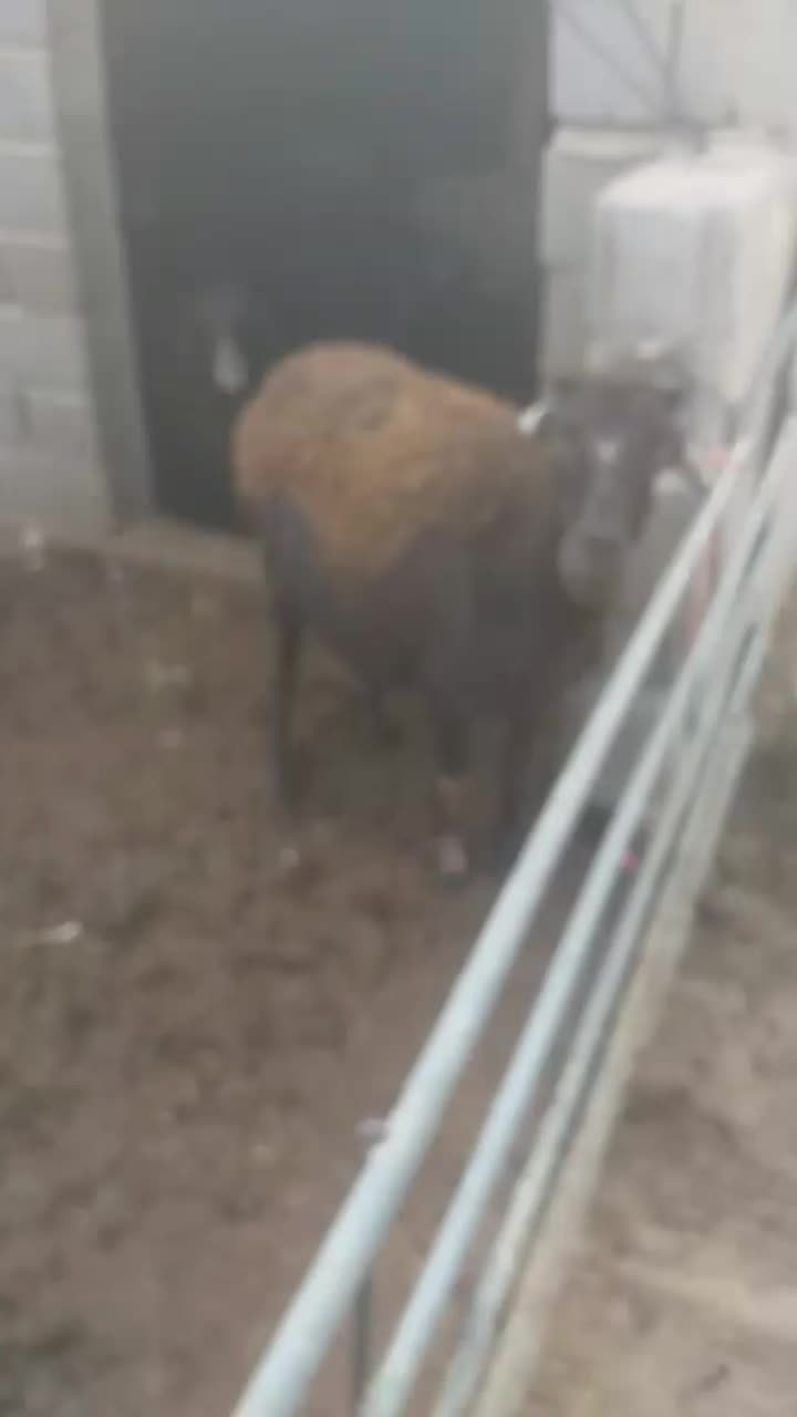 گوسفند|حیوانات مزرعه|بناب, |دیوار