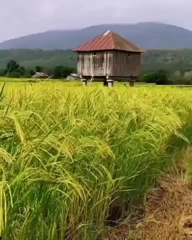 برنج هاشمی برقی مستقیم از شالیکوبی جعفر آباد رشت|خوردنی و آشامیدنی|تبریز, |دیوار