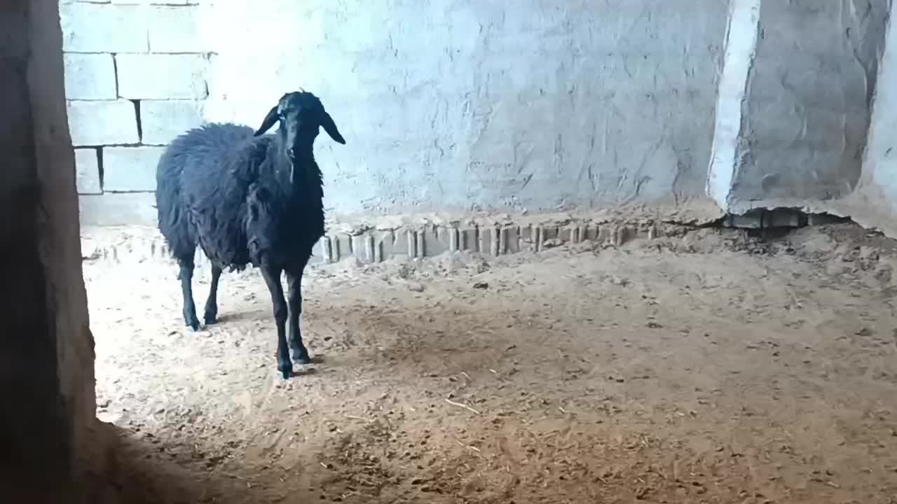 فروش فوری یک راس بره قوچ همو قره قزل|حیوانات مزرعه|بادرود, |دیوار