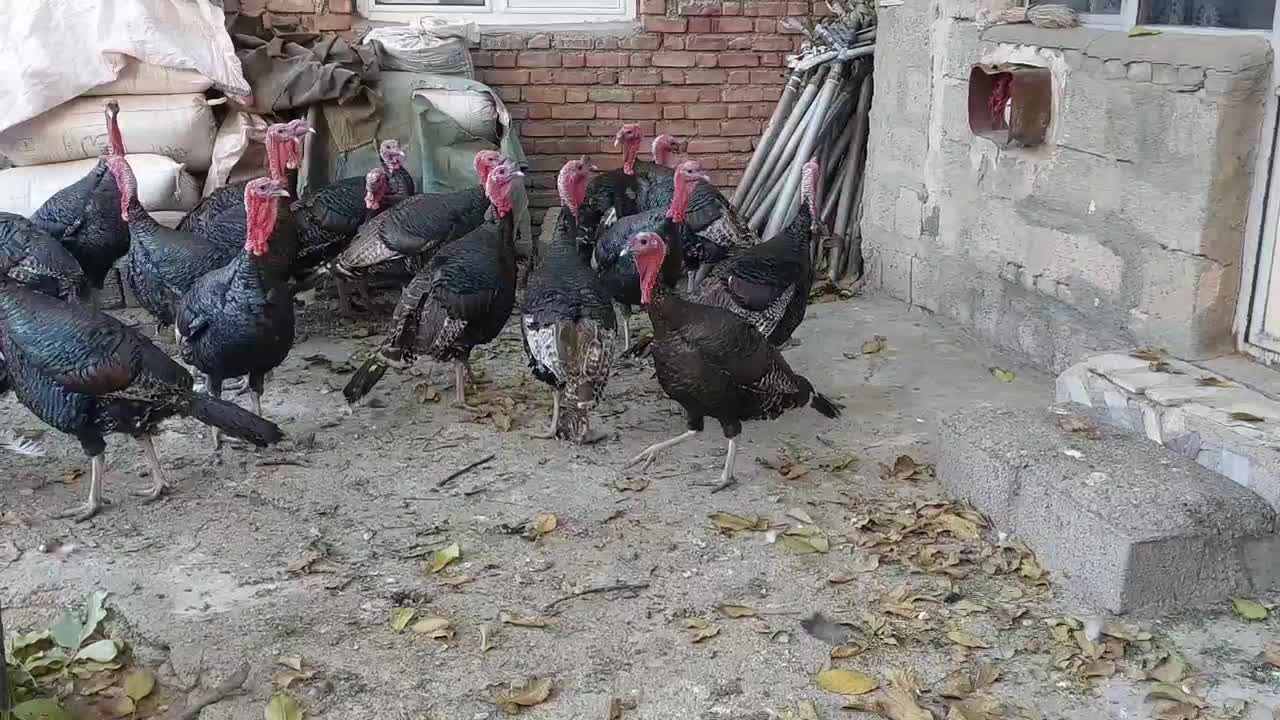 بوقلمون۲ساله سنگین|حیوانات مزرعه|سقز, |دیوار