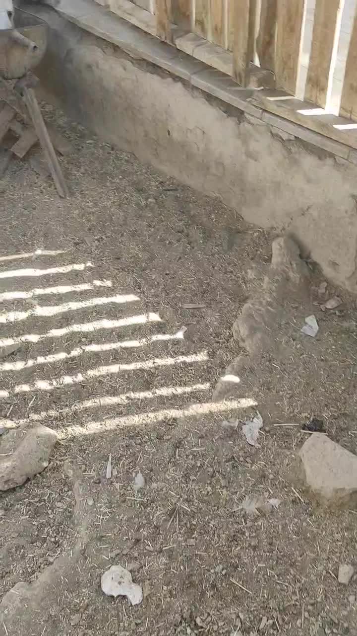 السلام علیکم ،چهارتاگوسفندسه بز ویک تروشت|حیوانات مزرعه|سراوان, |دیوار