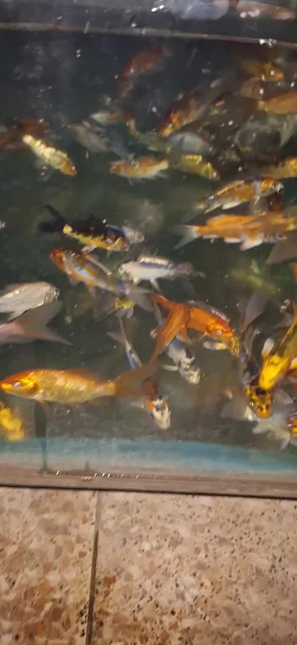 کوی پوست چرم باله بلند|ماهی|چهارباغ, |دیوار