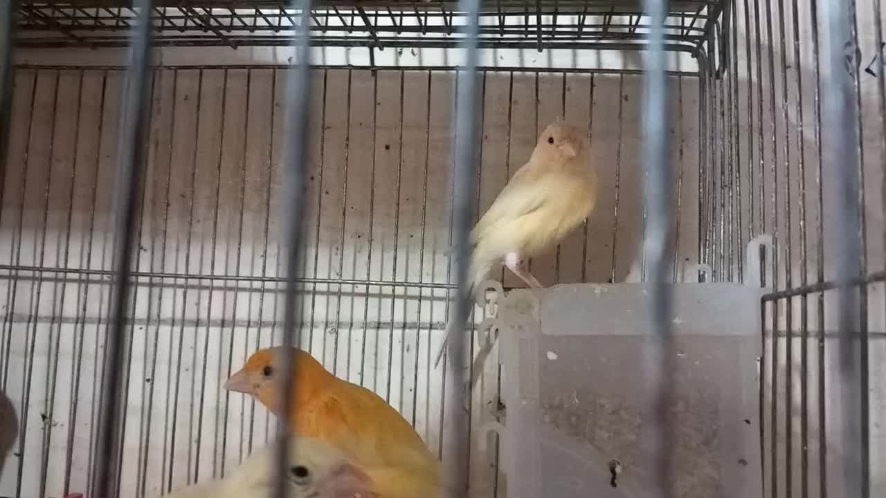 قناری جفت با جوجه و....|پرنده|اراک, |دیوار