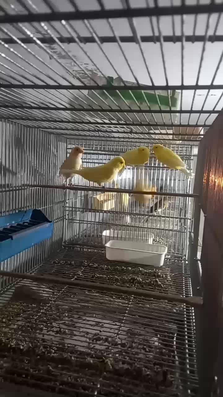 قناری‌.طوطی .مرغ عشق.فنچ|پرنده|قوچان, |دیوار