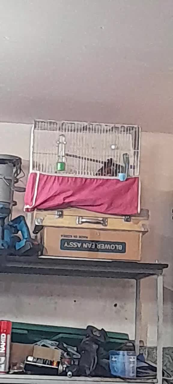 قناری جفت|پرنده|اصفهان, شهرک صنعتی امیرکبیر (شاپور جدید)|دیوار