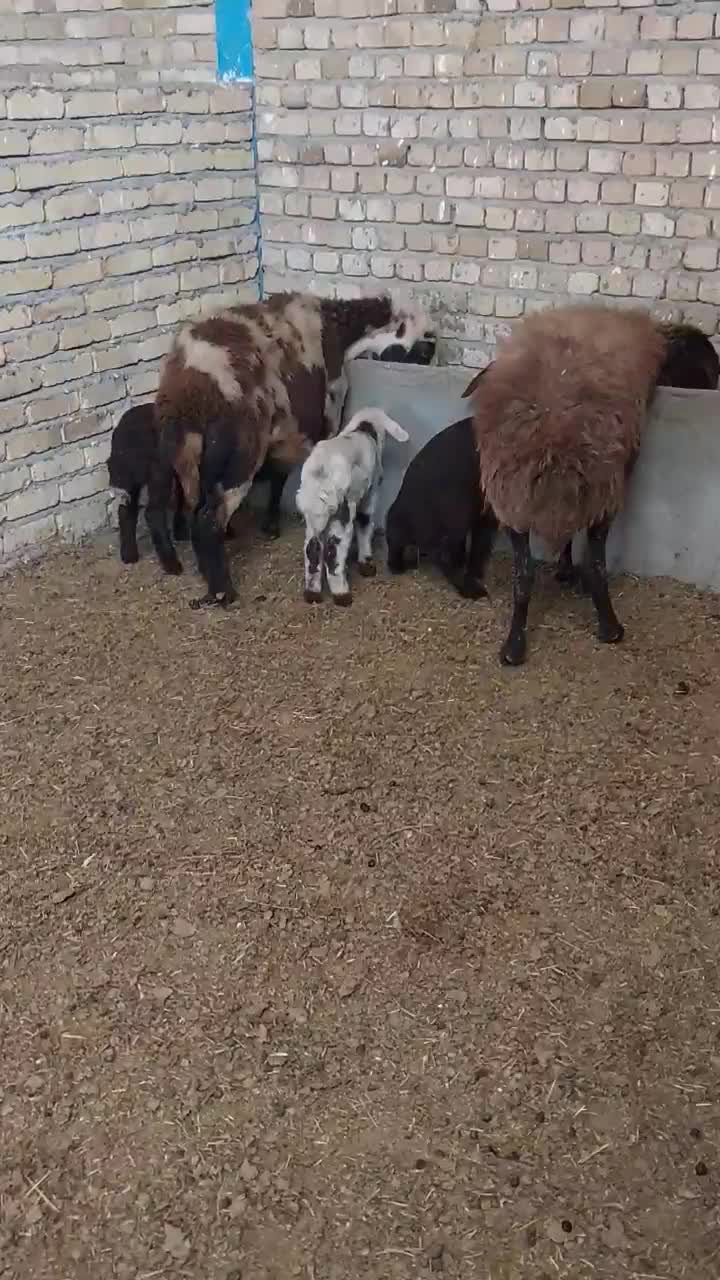 دو میش و سه بره  افشاری دو تا از بره ها نر هستن|حیوانات مزرعه|بروجرد, |دیوار