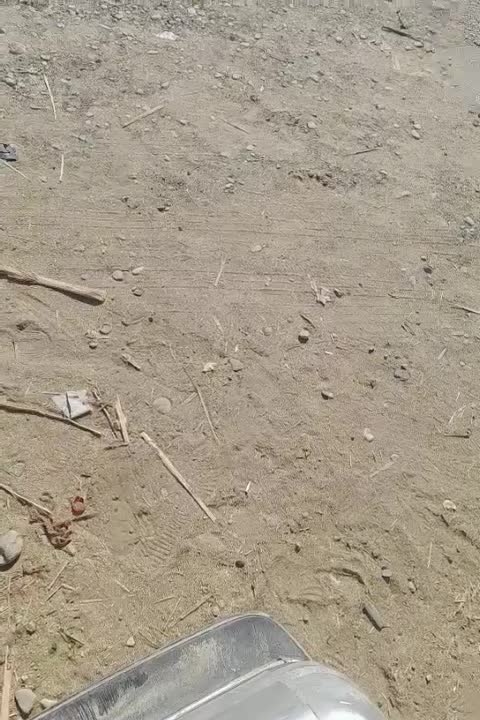 دو عدد بز کوهی از بهشت زهرا ایرانشهر گم شده|حیوانات|ایرانشهر, |دیوار