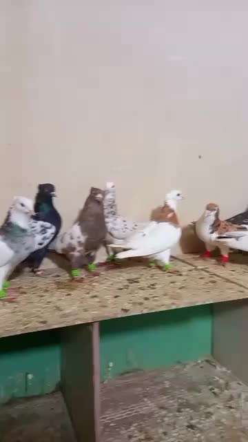 بار جدید ۱۰۰ تا رنگی درجه یک هوایی سفت دوری شرطی|پرنده|دزفول, |دیوار