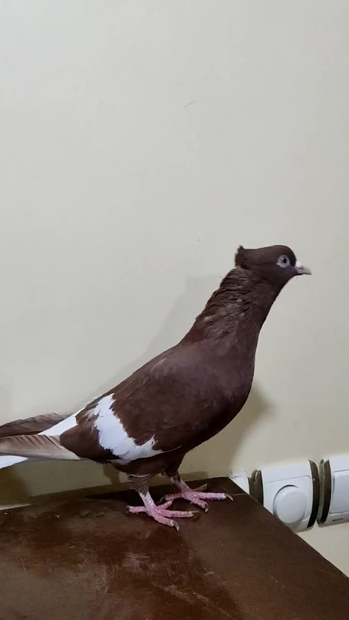 ماده سرخ دمسفید کبوتر|پرنده|اهواز, علی آباد|دیوار