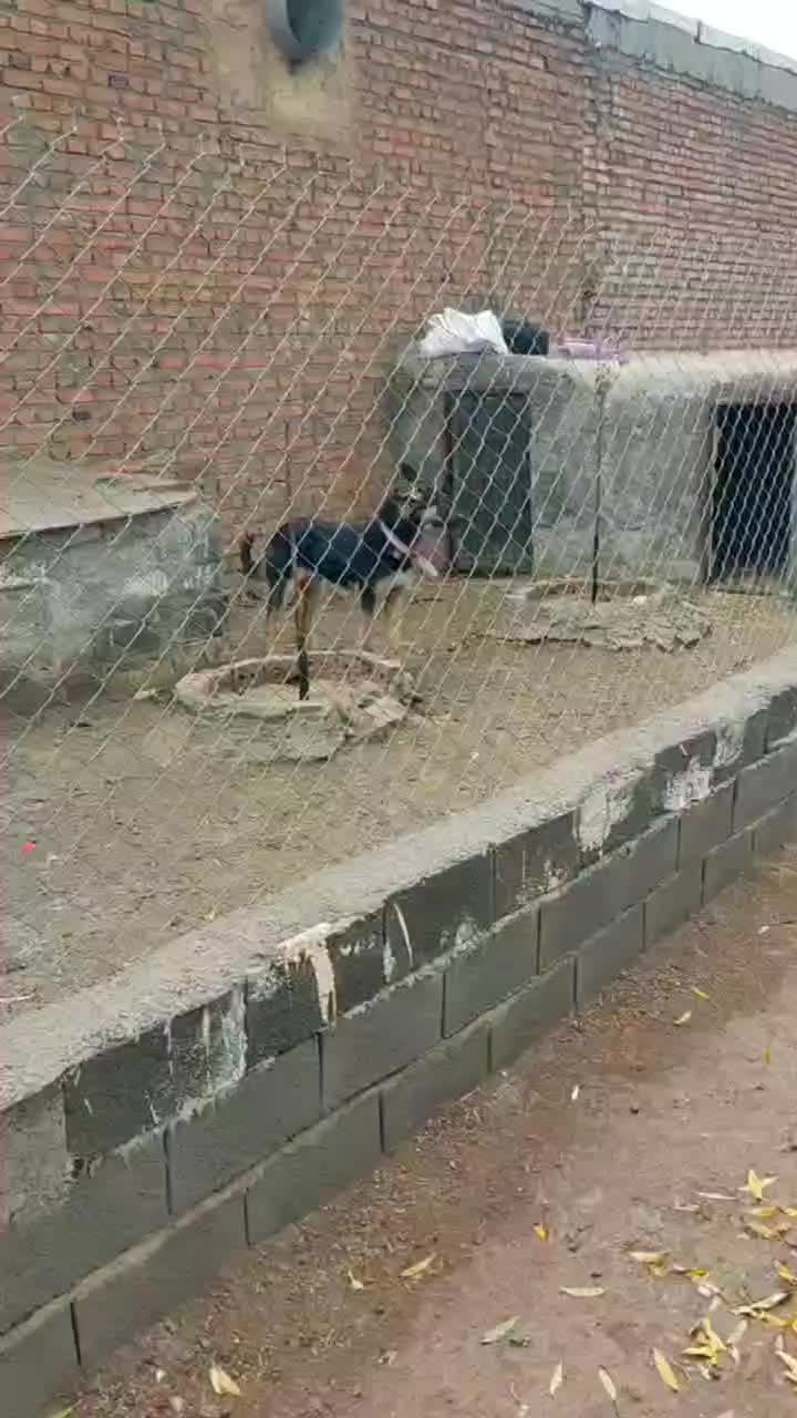 توله ژرمن نر|سگ|مهاباد (آذربایجان غربی), |دیوار