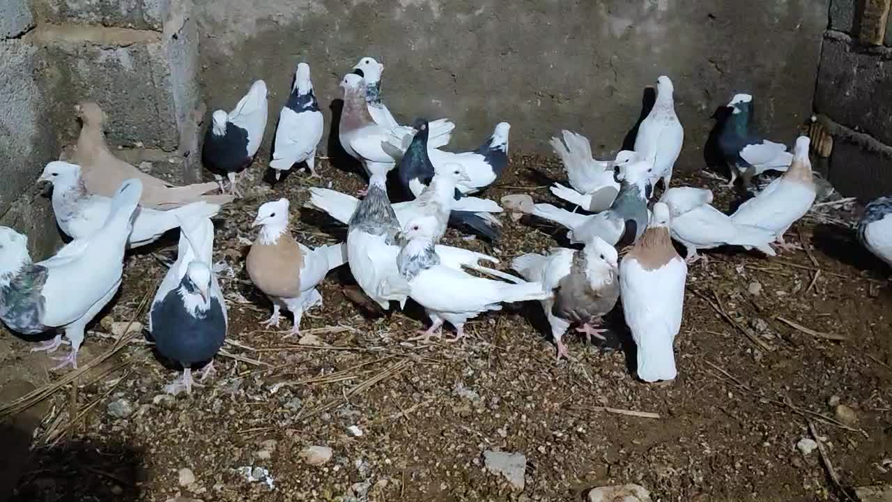 سرگرمی و فراغت|پرنده|زرین دشت (فارس), |دیوار