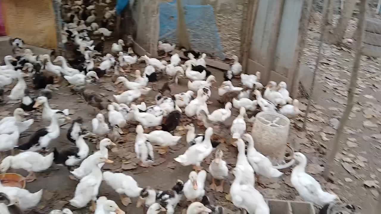 اردک|حیوانات مزرعه|آستانه اشرفیه, |دیوار