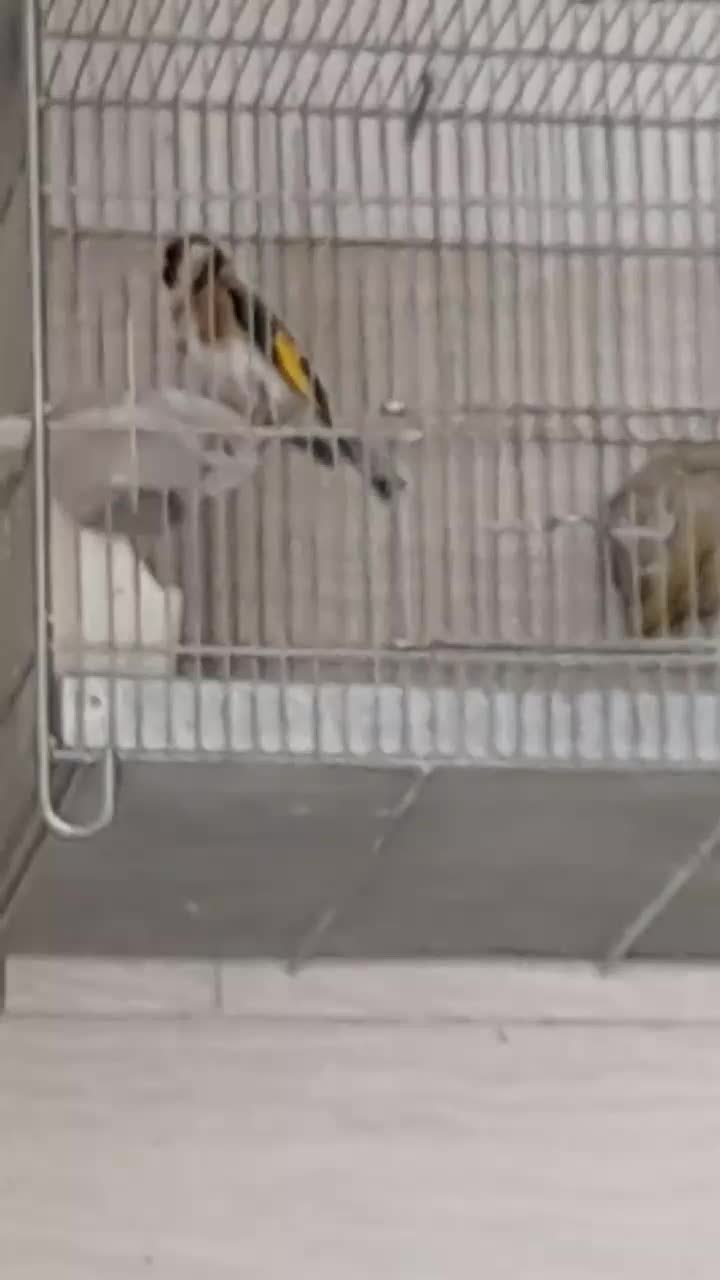 سهره دهندار|پرنده|محمدشهر, عباس آباد|دیوار