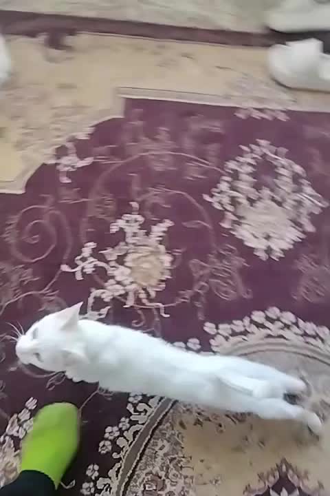 گربه سفیدقشنگ|گربه|نیشابور, کریم آباد|دیوار