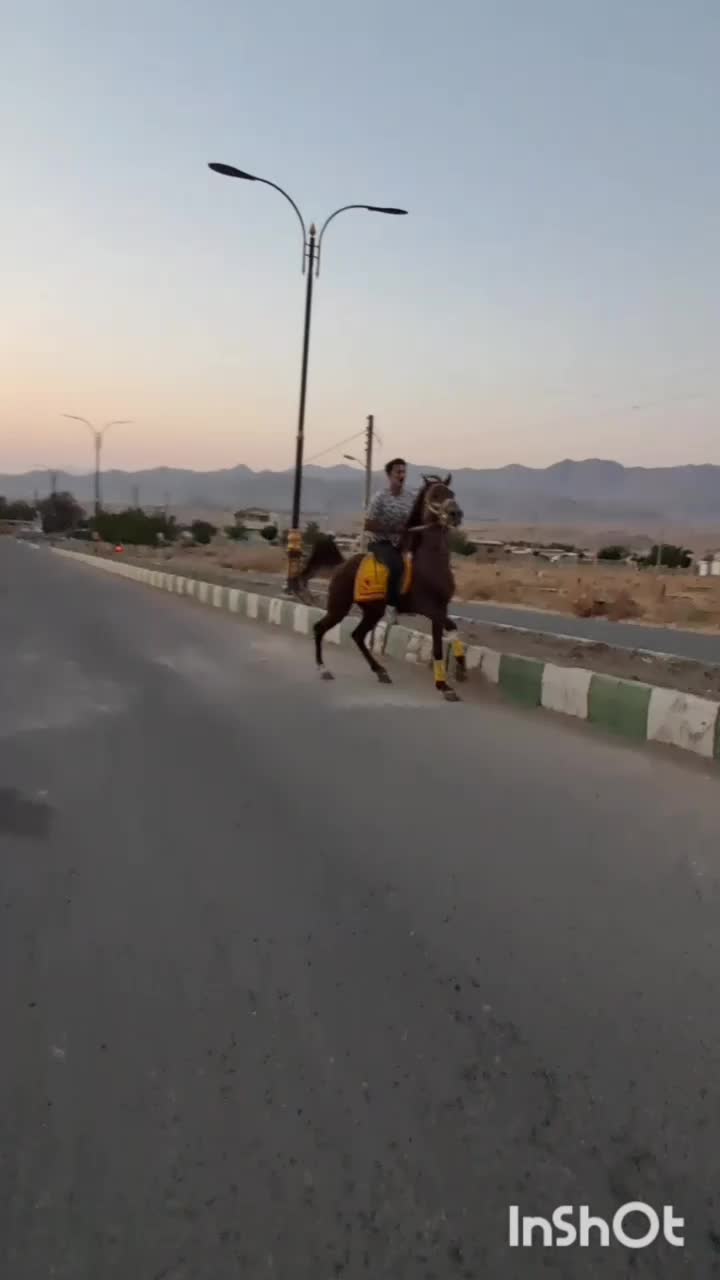 نریان عرب|اسب و تجهیزات اسبسواری|مرند, |دیوار