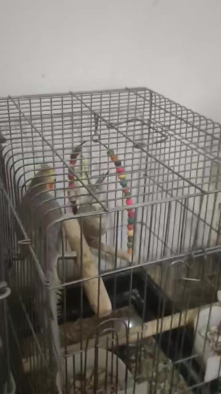 عروس هلندی و طوطی برزیلی|پرنده|همدان, |دیوار