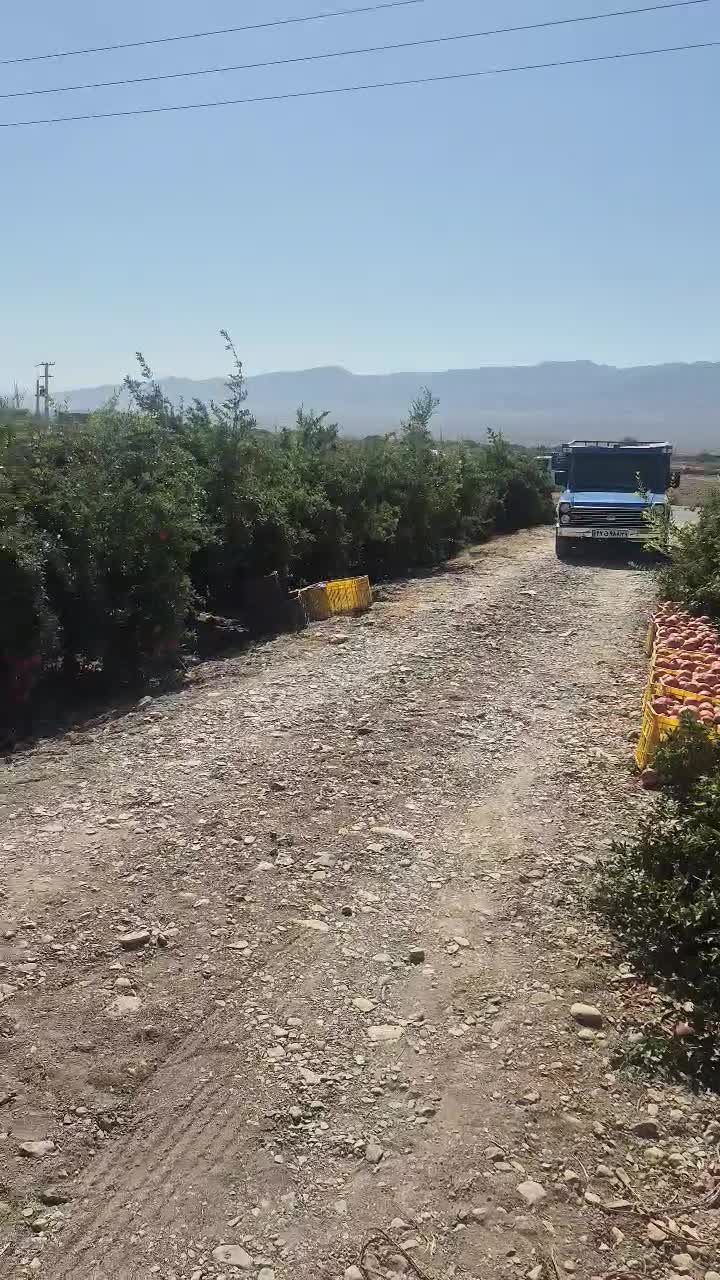 انار ساوه ابگیری رپ بالای ۱۰۰ کیلو ارسال درب منزل|خوردنی و آشامیدنی|محمدشهر, ولدآباد|دیوار
