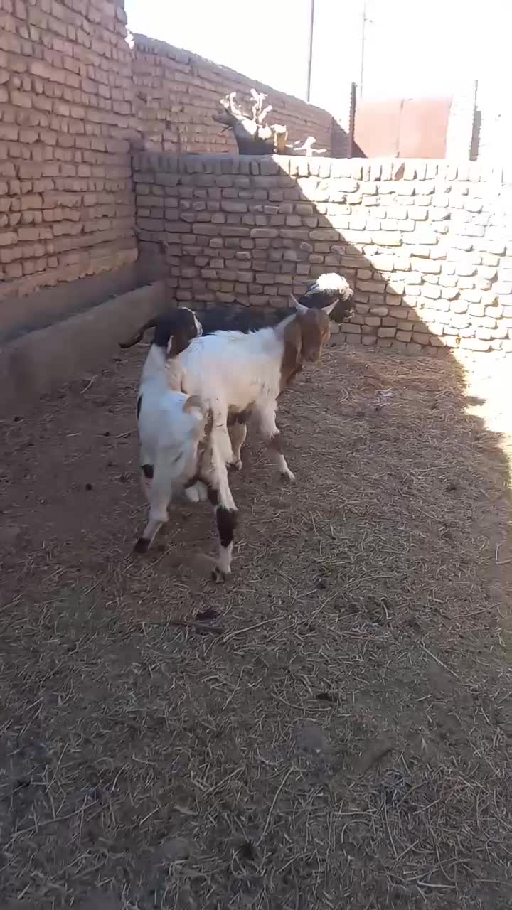 بزغاله نر فروشی|حیوانات مزرعه|تربت‌حیدریه, پائین ولایت|دیوار