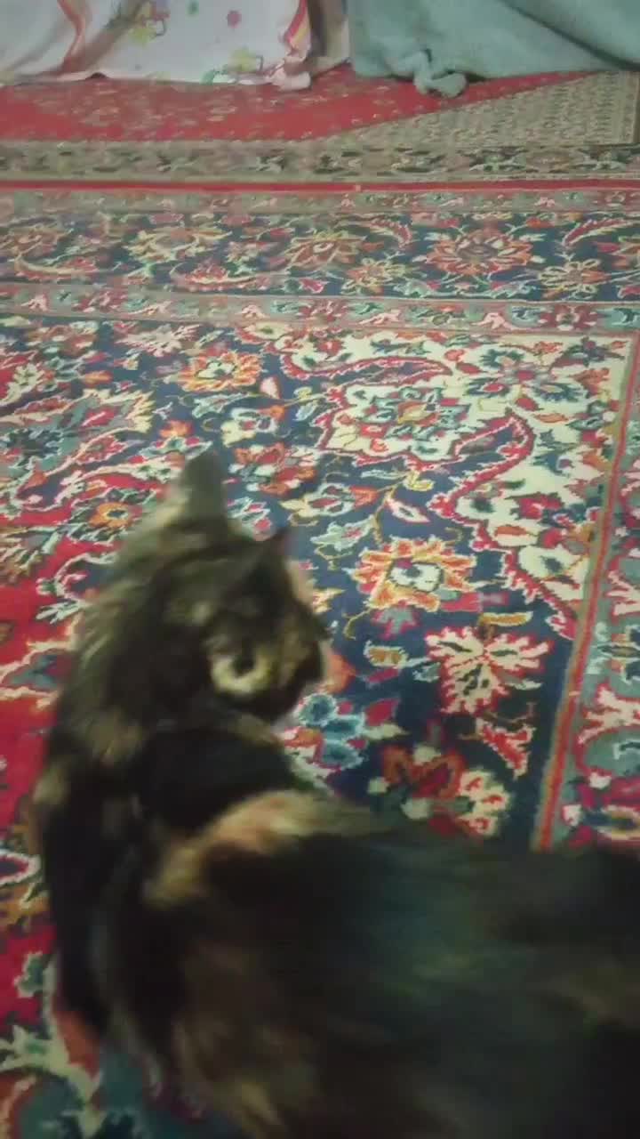 سرپرستی بچه گربه|گربه|خمینی‌شهر, |دیوار