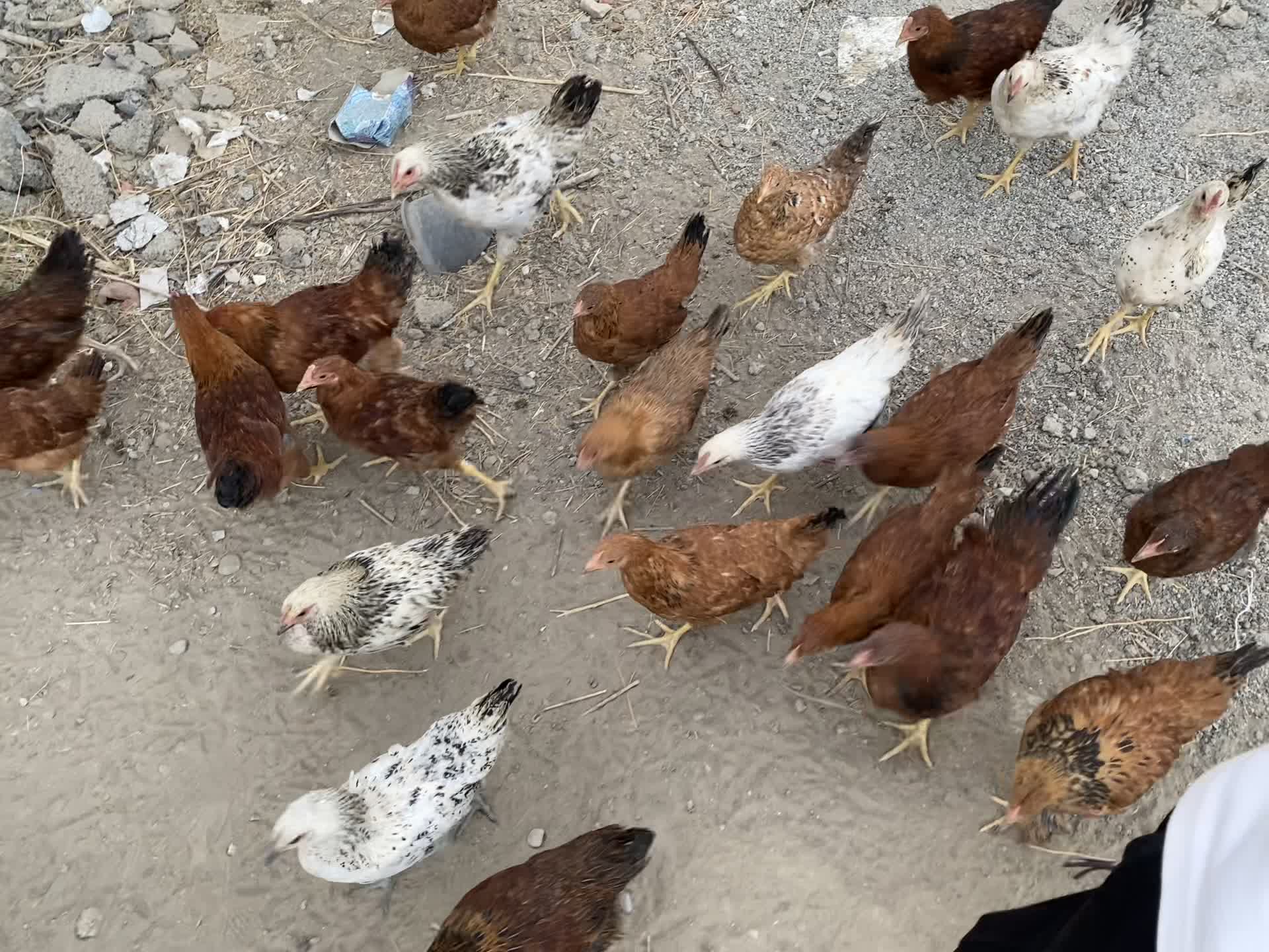 فروش ۵۰ تامرغ و خروس محلی گلپایگان و برهما|حیوانات مزرعه|هشتگرد, تهران دشت|دیوار