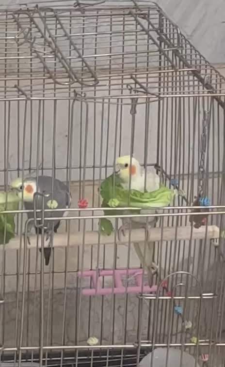 عروس هلندی|پرنده|فردیس, شهرک وحدت|دیوار