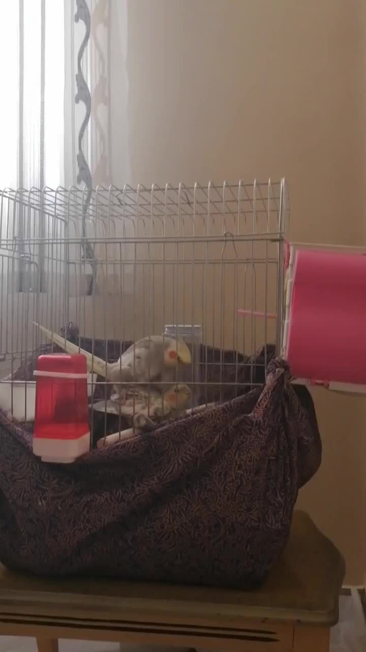 عروس هلندی|پرنده|تهران, والفجر (افسریه)|دیوار