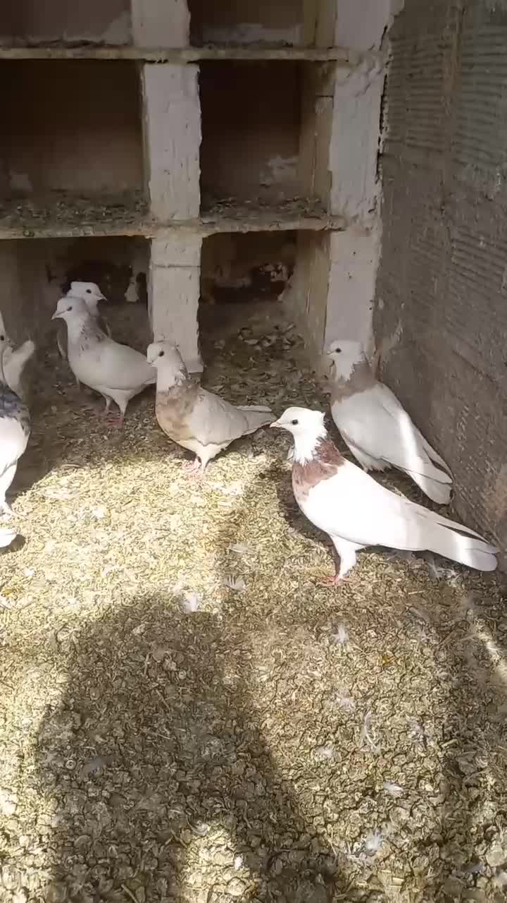 طوقی پاپر، پالخت|پرنده|مبارکه, |دیوار