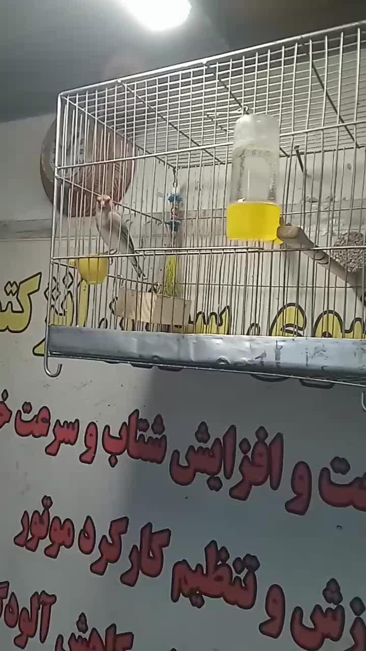 سهره ماده|پرنده|رباط‌کریم, الارد|دیوار