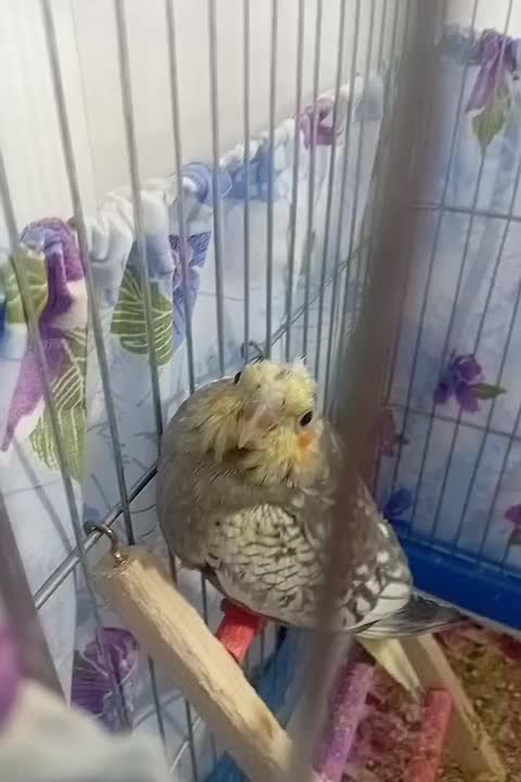 عروس هلندی نر و ماده|پرنده|قدس, شهرقدس|دیوار