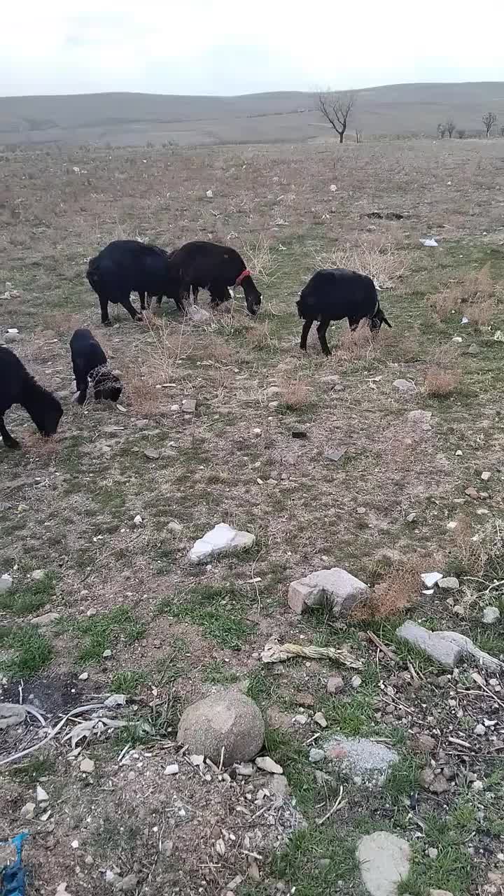 قوچ و میش بره دار|حیوانات مزرعه|قزوین, |دیوار