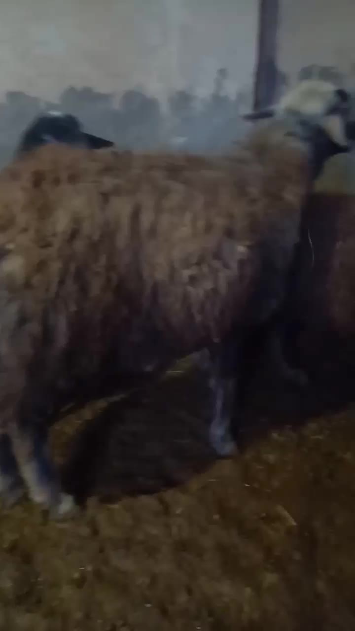 فروش قوچ|حیوانات مزرعه|مهاجران, |دیوار