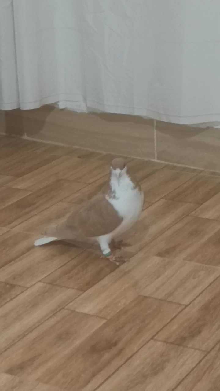 ساده زرد نر|پرنده|طرقبه, |دیوار