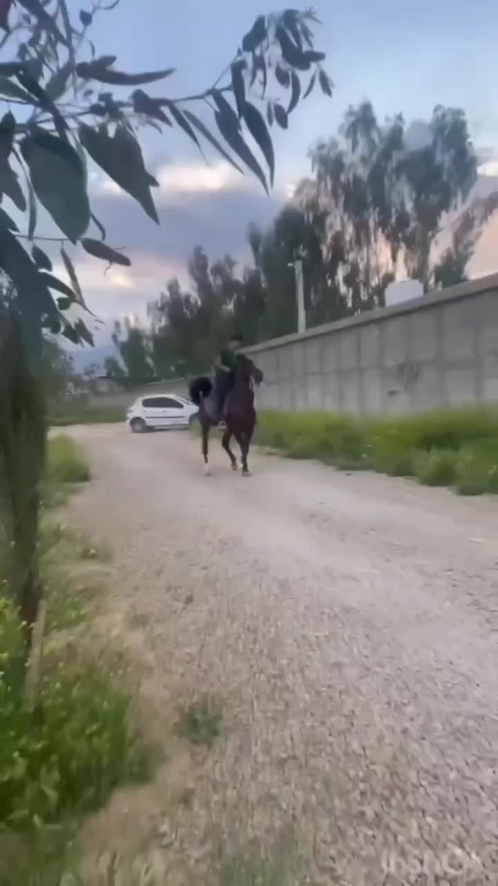 نریان کرد|اسب و تجهیزات اسبسواری|سروستان, |دیوار