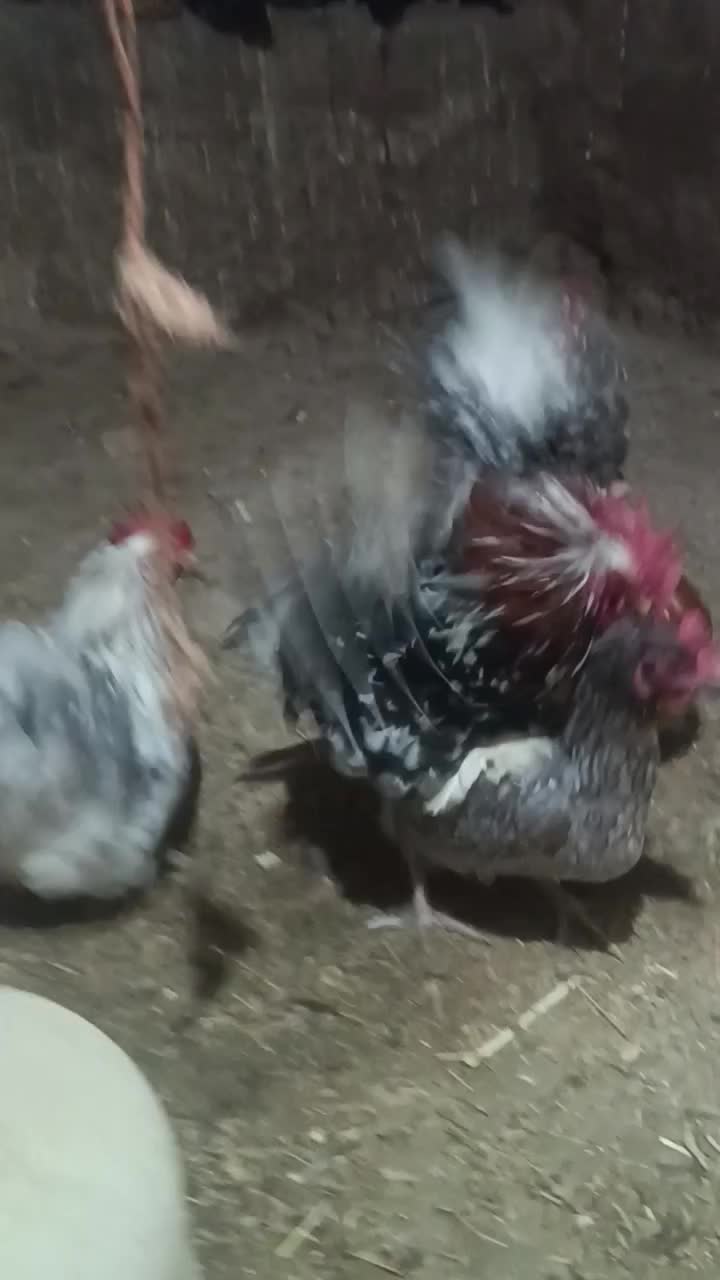 کوشین|حیوانات مزرعه|مریوان, |دیوار