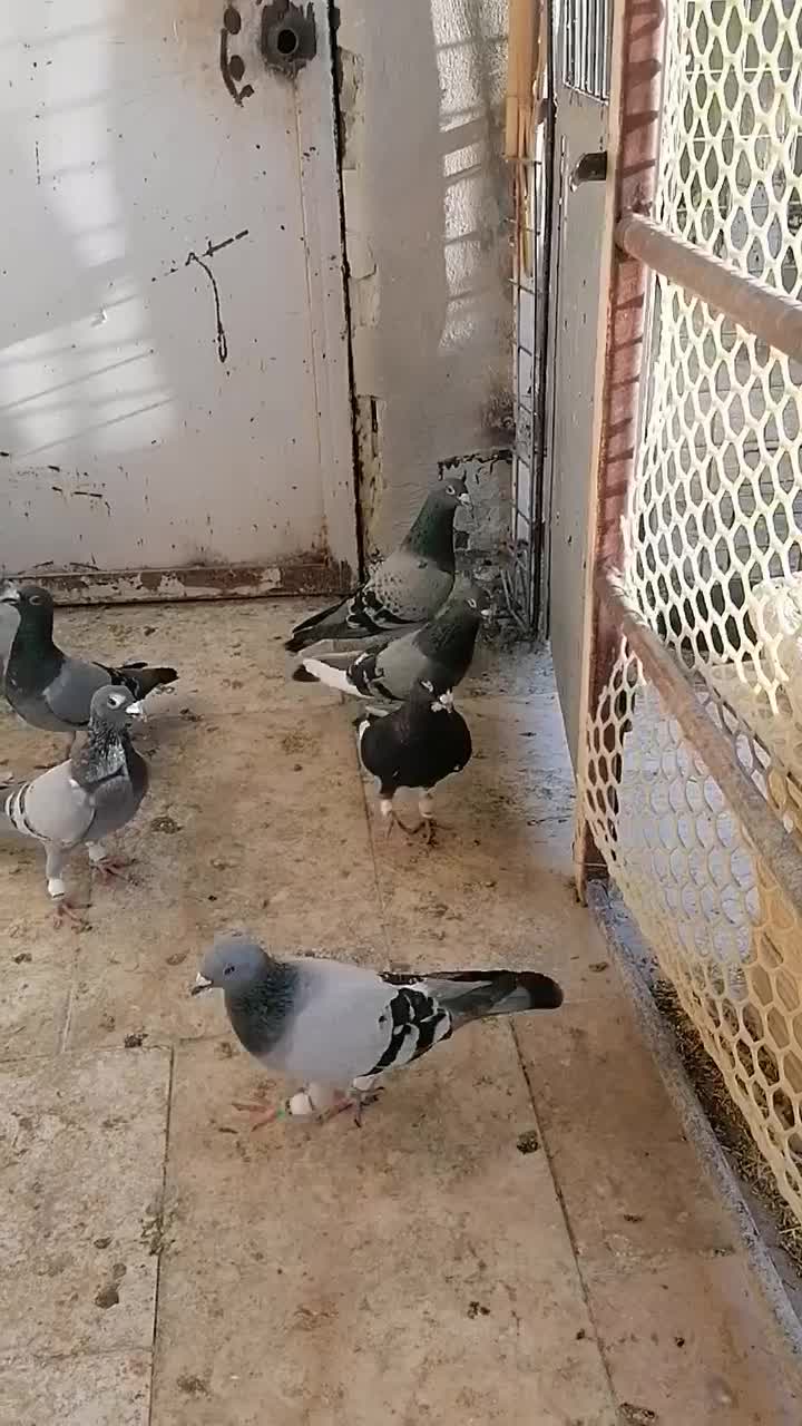 8کبوتر|پرنده|شیراز, سعدیه جنوبی|دیوار